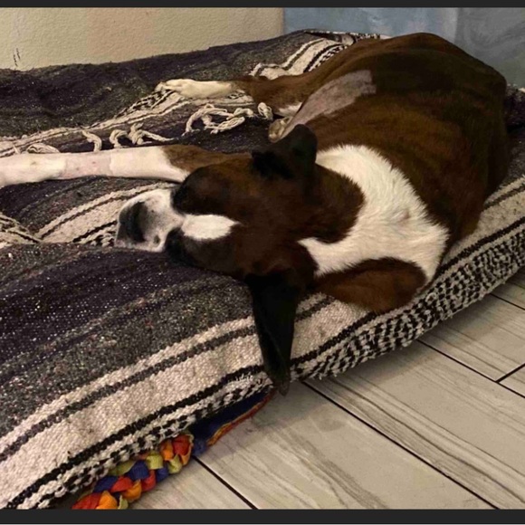 Meet your Posher, Mary (raising money for a sick dog name King) - Picture 5 of 5